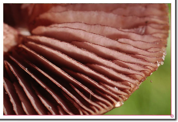 Lamellenschneide von Mycena pelianthina