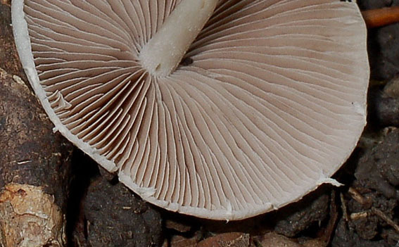 Lamellen von Psathyrella candolleana
