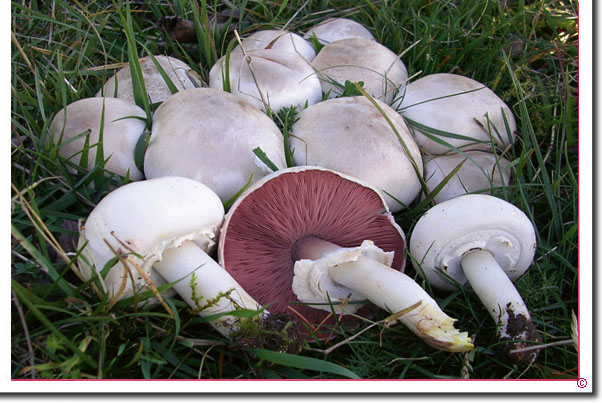 Karbol-Egerling Agaricus xanthodermus