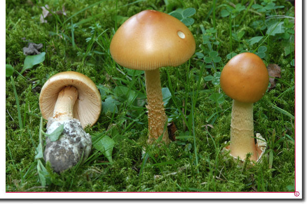 Orangegelber Scheidenstreifling Amanita crocea