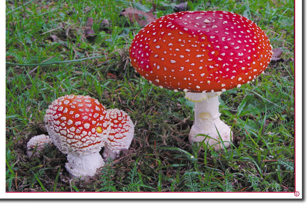 Fliegenpilz Amanita muscaria