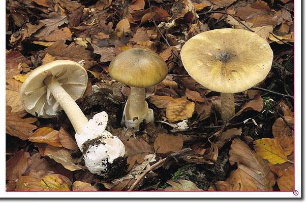 Grüner Knollenblätterpilz Amanita phalloides