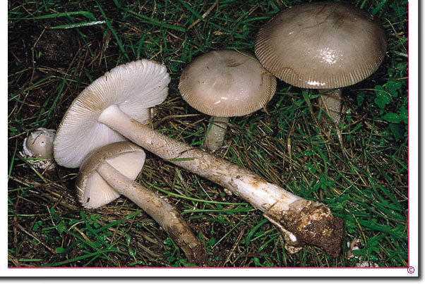 Grauer Scheidenstreifling Amanita vaginata