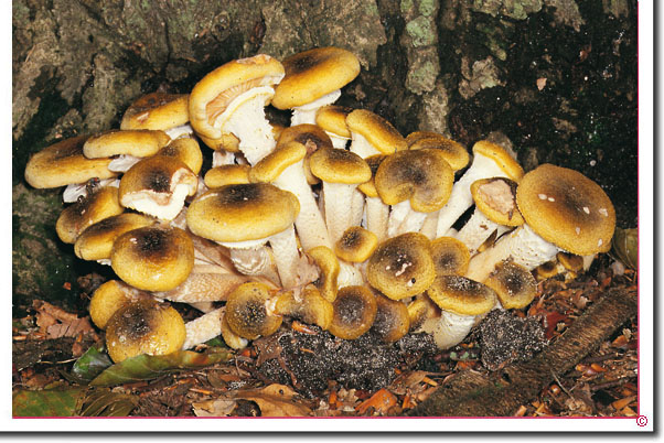 Honiggelber Hallimasch Armillaria mellea