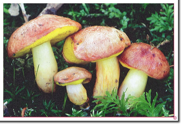 Gemeiner Goldröhrling Aureoboletus gentilis