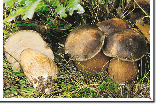 Bronzeröhrling, Schwarzhütiger Steinpilz Boletus aereus
