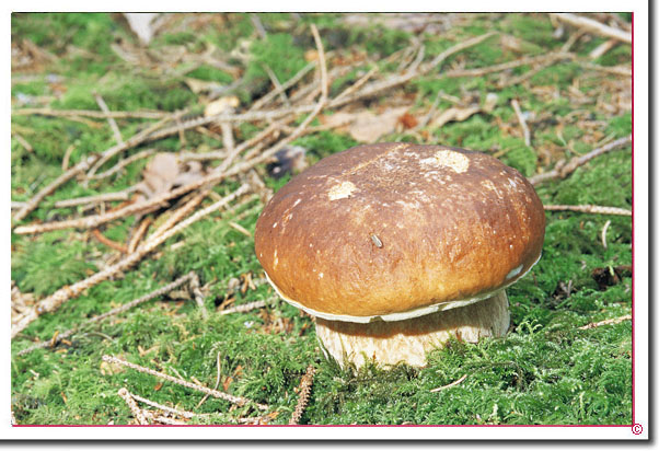 Fichtensteinpilz Boletus edulis