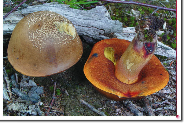 Flockenstieliger Hexenröhrling Boletus erythropus