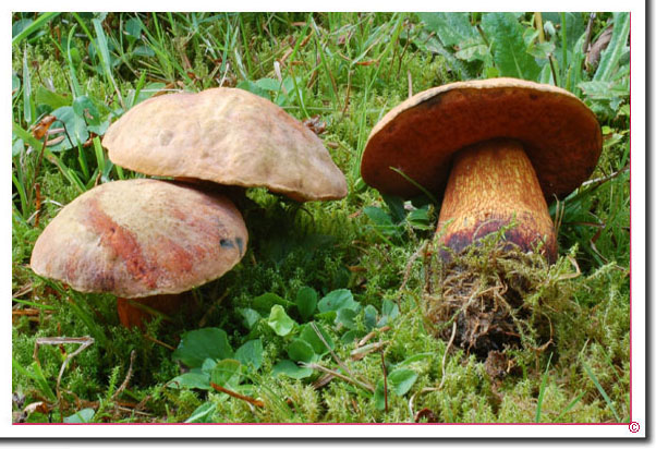 Netzstieliger Hexenröhrling Boletus luridus