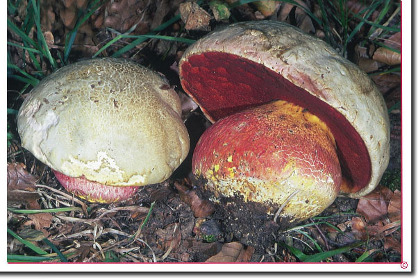 Satanspilz Boletus satanas