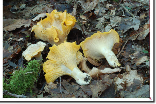 Pfifferling Cantharellus cibarius