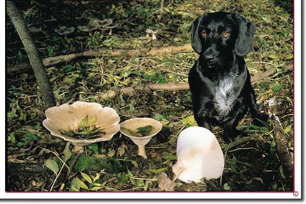 Mönchskopf-Trichterling Clitocybe geotropa