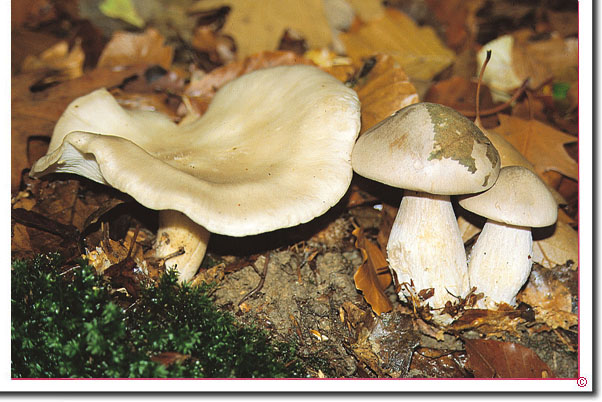 Nebelkappe Clitocybe nebularis