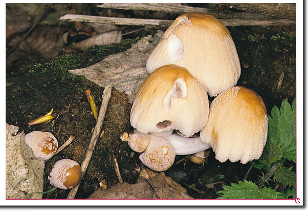 Haus-Tintling Coprinellus domesticus