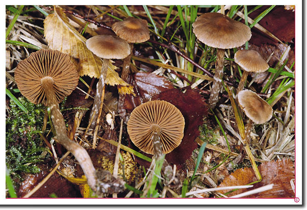 Duftender Gürtelfuß, Pelargonien-Gürtelfuß Cortinarius flexipes