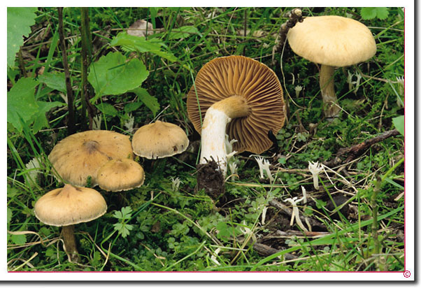 Erdigriechender Gürtelfuß Cortinarius (Tel.) flexipes