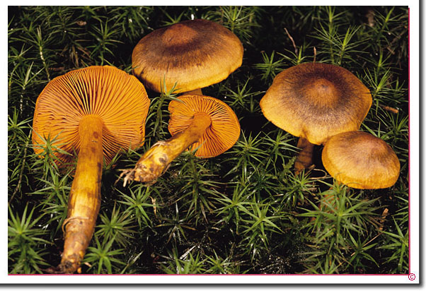 Orangerandiger Hautkopf Cortinarius malicorius