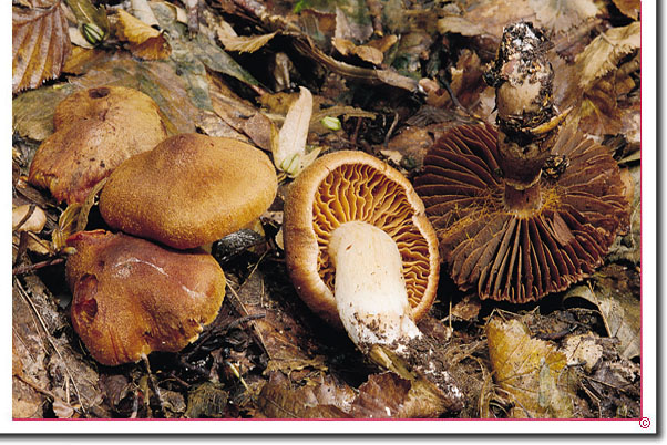 Orangefuchsiger Raukopf Cortinarius (Leprocybe) orellanus