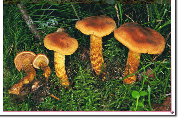 Spitzgebuckelter Raukopf (Lep.) Cortinarius rubellus