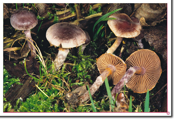 Pappel-Gürtelfuß Cortinarius sertipes