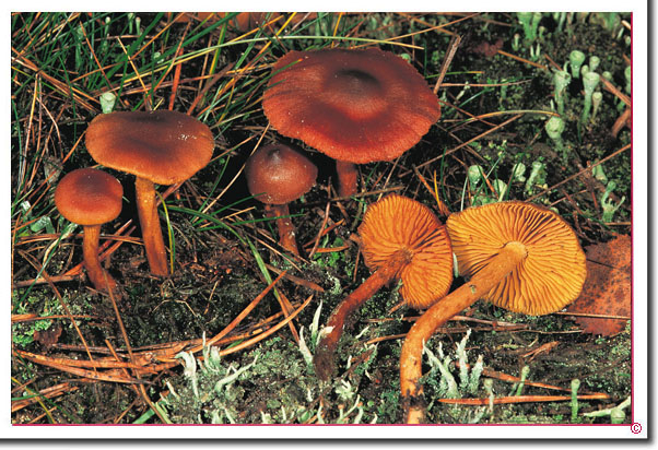 Orangeblättriger Hautkopf Cortinarius sommerfeltii