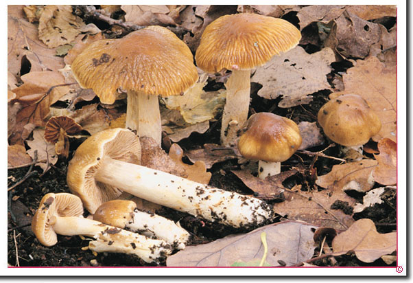 Honig-Schleimfuß Cortinarius stillatitius