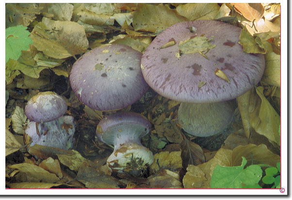 Adel-Klumpfuß Cortinarius terpsichores