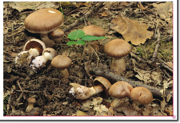 Duftender Gürtelfuß Cortinarius (Tel.) torvus