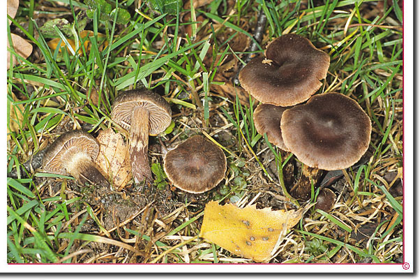 Umberbrauner Wasserkopf Cortinarius umbrinolens