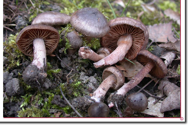 Rosastieliger Wasserkopf (Tel.) Cortinarius vernus