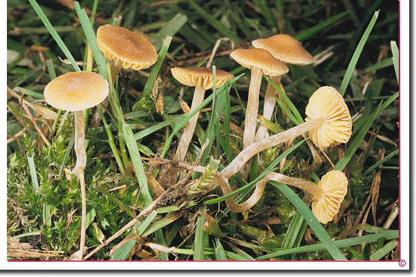 Weißstieliger Häubling Galerina laevis