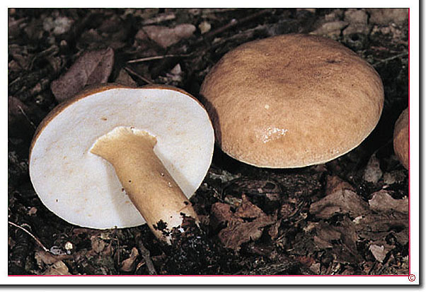 Hasenröhrling Gyroporus castaneus