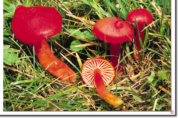 Kirschroter Saftling Hygrocybe coccinea