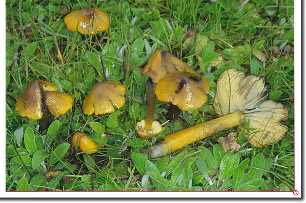 Kegeliger Saftling, Schwärzender Saftling Hygrocybe conica