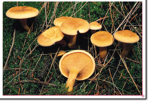 herablaufende Lamellen des Falschen Pfifferlings Hygrophoropsis aurantiaca