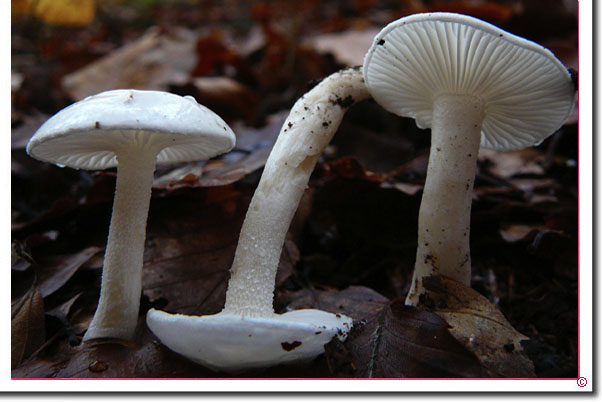 Elfenbein-Schneckling Hygrophorus eburneus