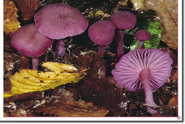 Violetter Lacktrichterling Laccaria amethystina