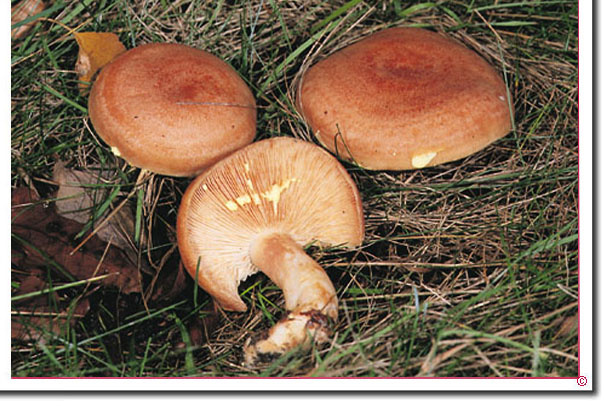 Goldflüssiger Milchling Lactarius chrysorrheus