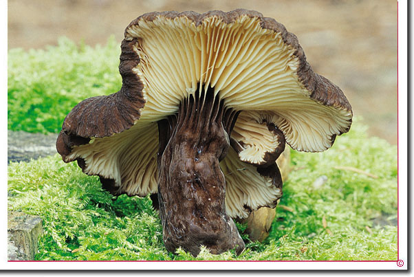 Mohrenkopf-Milchling Lactarius lignyotus