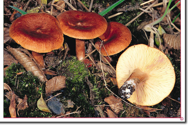 Rotbrauner Milchling Lactarius rufus