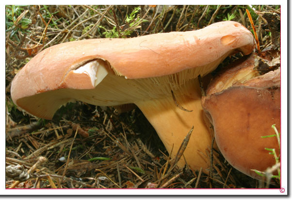 Milchbrätling Lactarius volemus