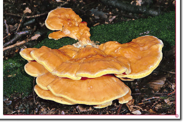 Schwefelporling Laetiporus sulphureus