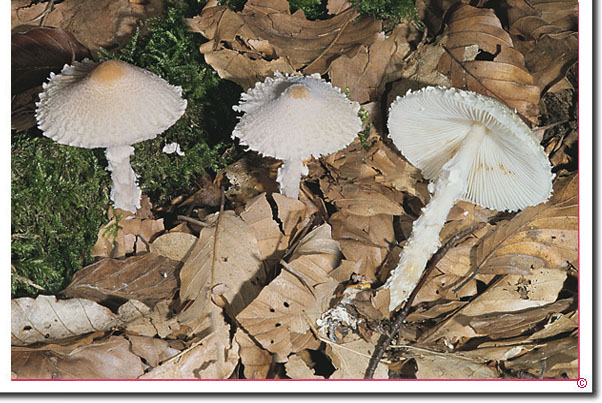 Wollstiel-Schirmling Lepiota clypeolaria