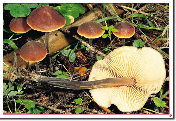 Gemeiner Gurkenschnitzling Macrocystidia cucumis