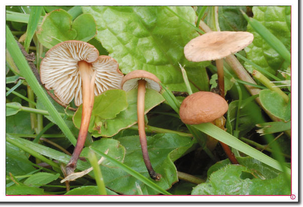 Knoblauch-Schwindling, Musseron Marasmius scorodonius