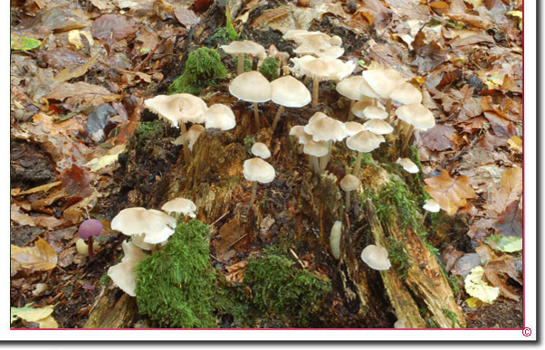 Rosablättriger Helmling Mycena galericulata