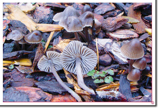 Grauer Nitrat-Helmling Mycena leptocephala