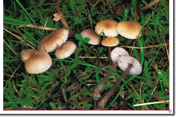 Fleischfarbener Helmling Mycena pearsoniana