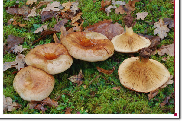 Kahler Krempling, Empfindlicher Krempling, Paxillus involutus