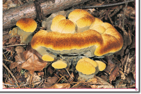 Kiefern-Braunporling Phaeolus spadiceus